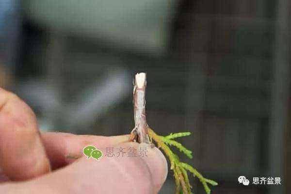 图解 真柏盆景怎么嫁接的方法