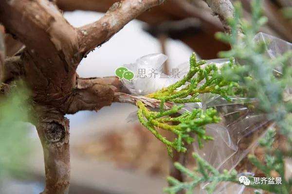 图解 真柏盆景怎么嫁接的方法