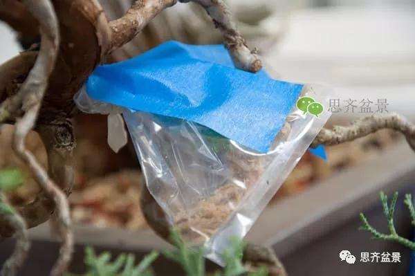 图解 真柏盆景怎么嫁接的方法