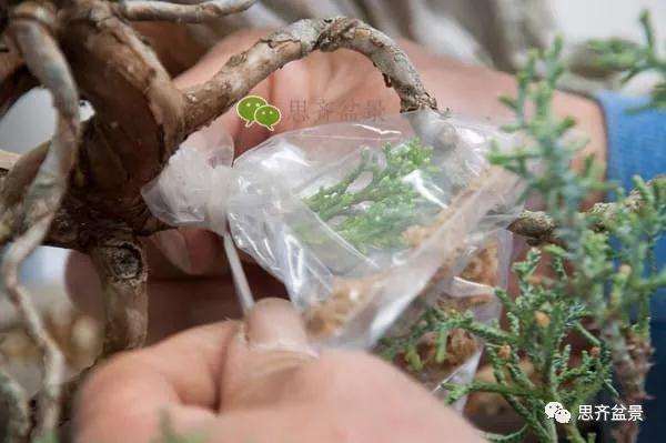 图解 真柏盆景怎么嫁接的方法