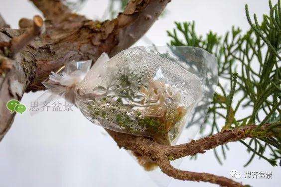 图解 真柏盆景怎么嫁接的方法