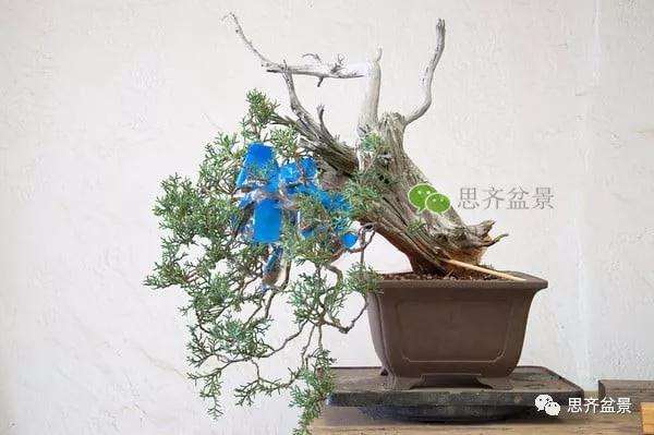 图解 真柏盆景怎么嫁接的方法