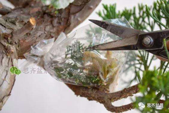 图解 真柏盆景怎么嫁接的方法