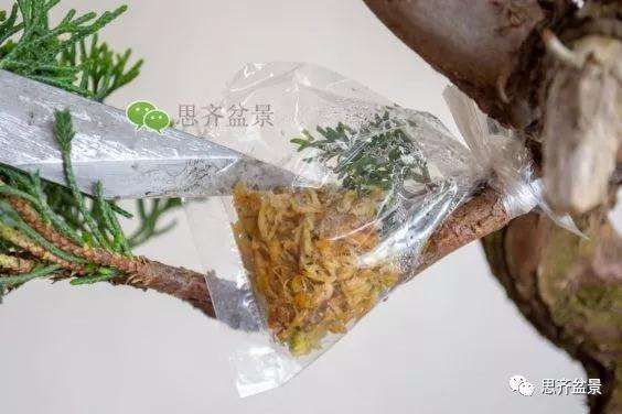 图解 真柏盆景怎么嫁接的方法