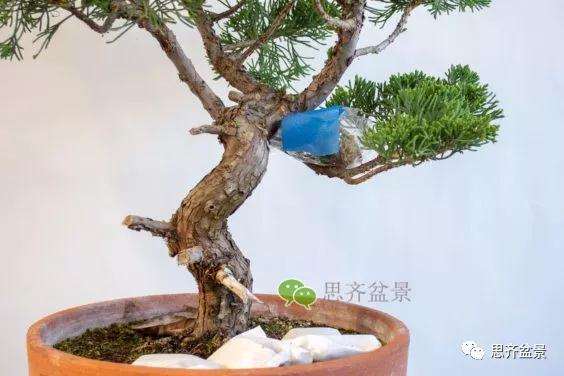 图解 真柏盆景怎么嫁接的方法