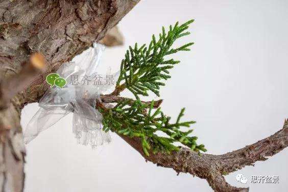 图解 真柏盆景怎么嫁接的方法