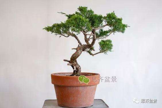 图解 真柏盆景怎么嫁接的方法