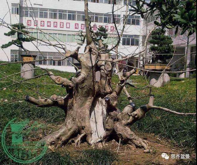 一棵矮霸对节白蜡盆景13年的制作