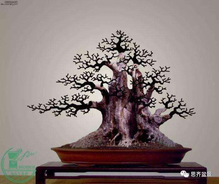 一棵矮霸对节白蜡盆景13年的制作