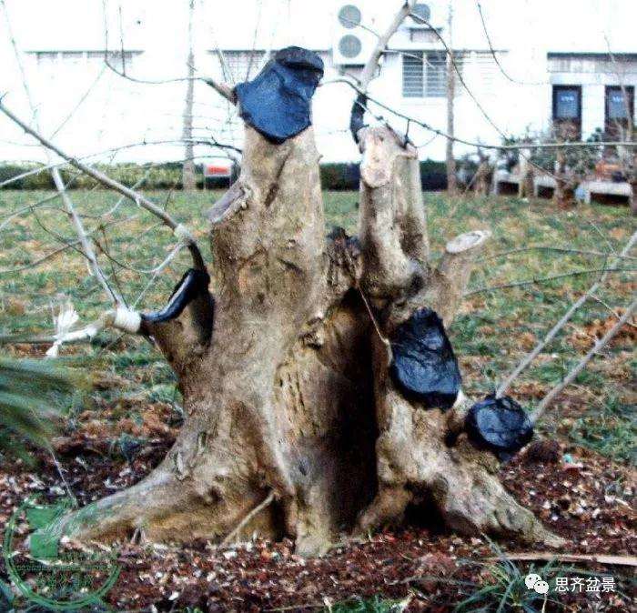 一棵矮霸对节白蜡盆景13年的制作