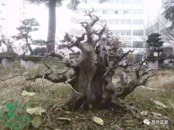 一棵矮霸对节白蜡盆景13年的制作
