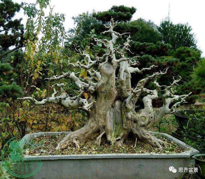 一棵矮霸对节白蜡盆景13年的制作