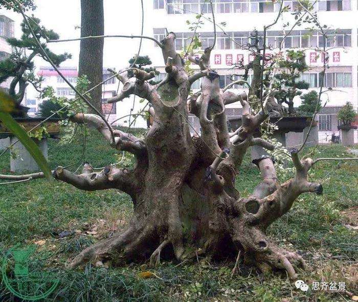 一棵矮霸对节白蜡盆景13年的制作