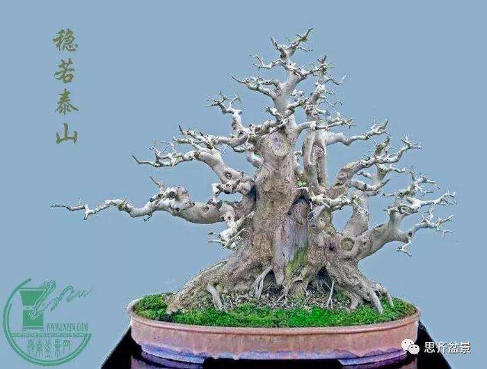 一棵矮霸对节白蜡盆景13年的制作