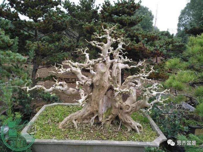 一棵矮霸对节白蜡盆景13年的制作