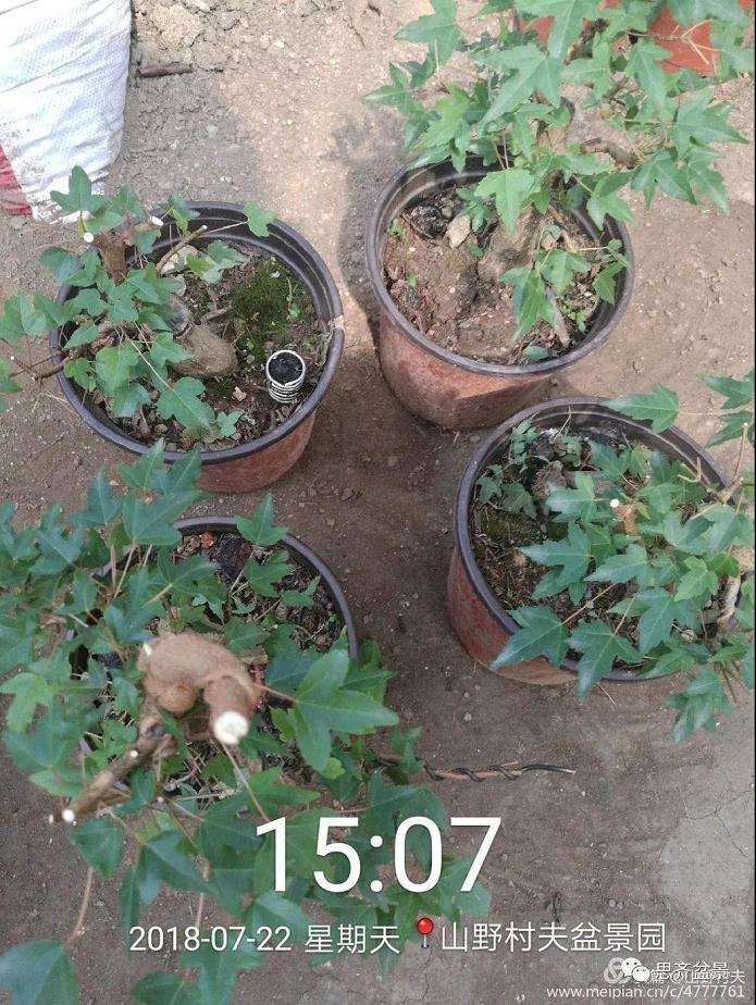 夏季三角枫盆景怎么上盆的方法