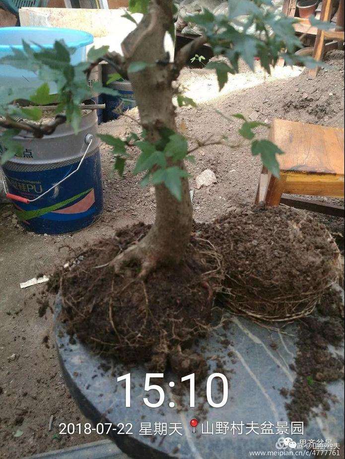 夏季三角枫盆景怎么上盆的方法