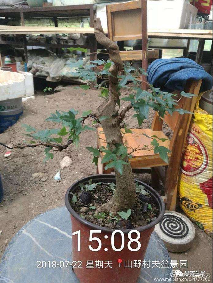 夏季三角枫盆景怎么上盆的方法