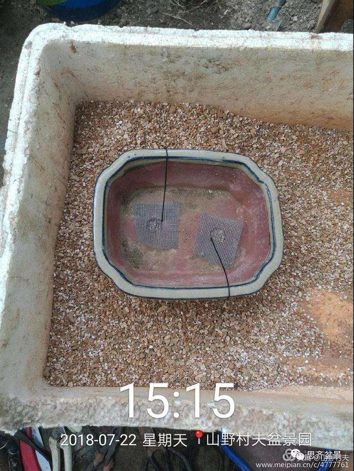 夏季三角枫盆景怎么上盆的方法