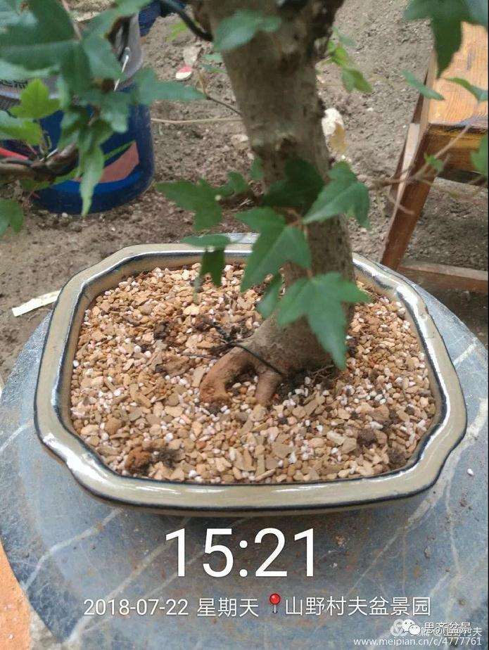 夏季三角枫盆景怎么上盆的方法