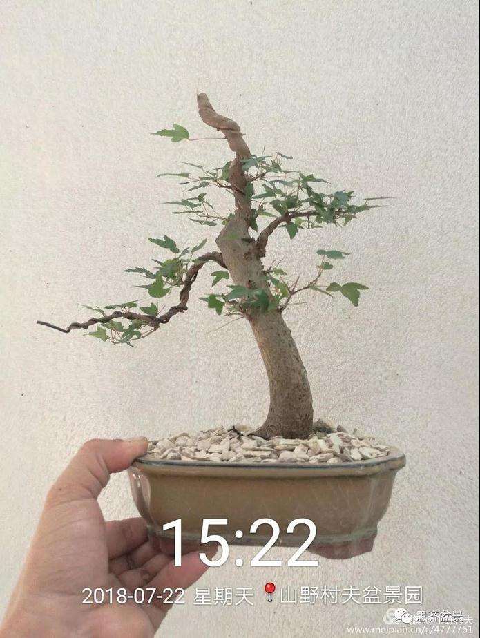 夏季三角枫盆景怎么上盆的方法