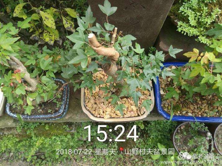 夏季三角枫盆景怎么上盆的方法