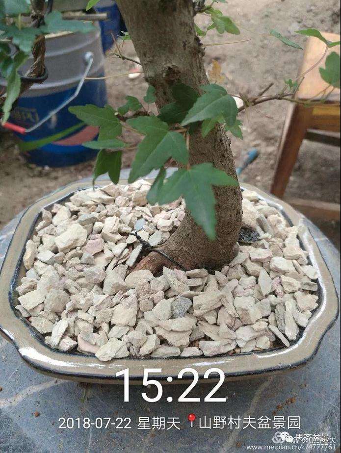 夏季三角枫盆景怎么上盆的方法