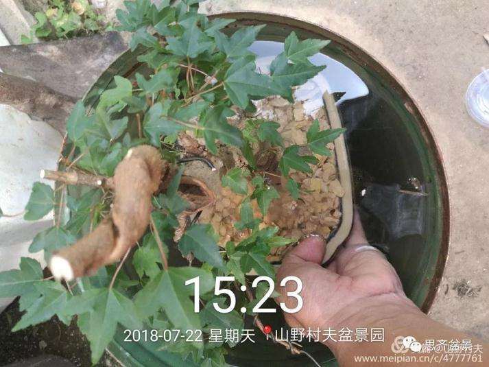 夏季三角枫盆景怎么上盆的方法