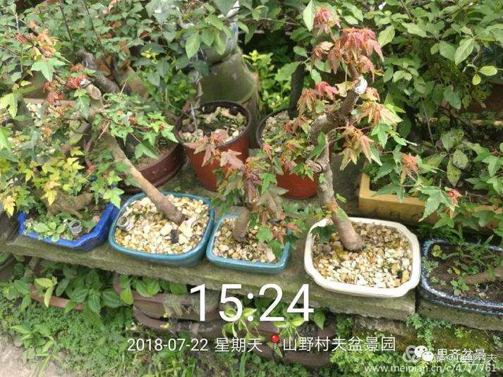 夏季三角枫盆景怎么上盆的方法