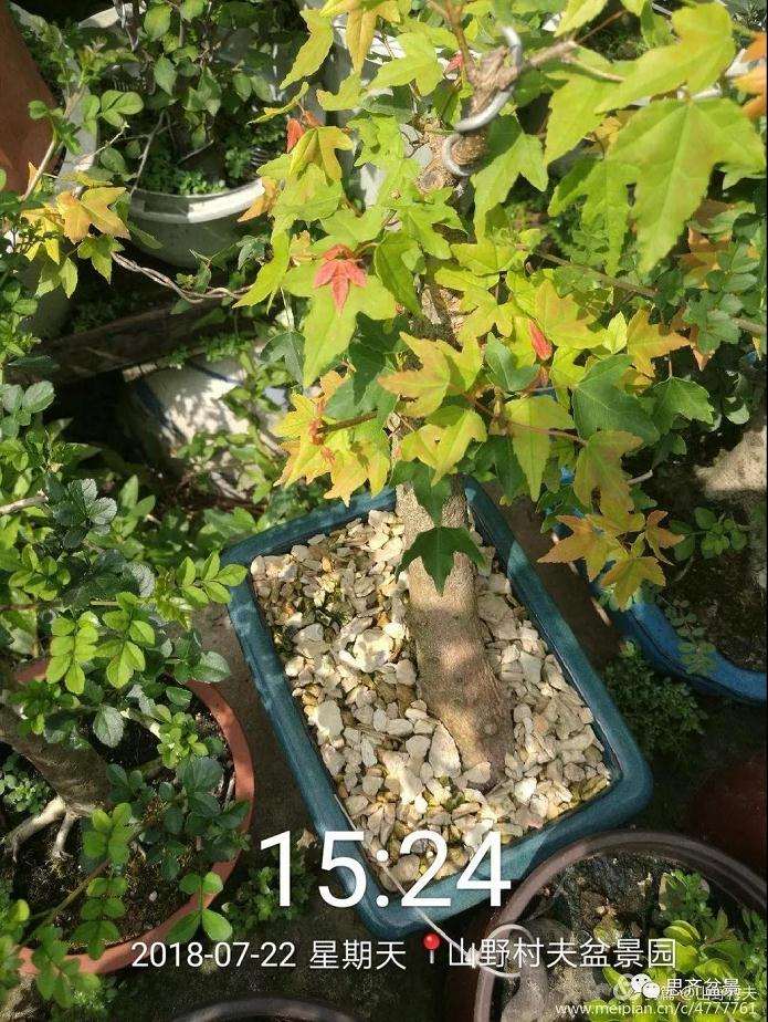 夏季三角枫盆景怎么上盆的方法