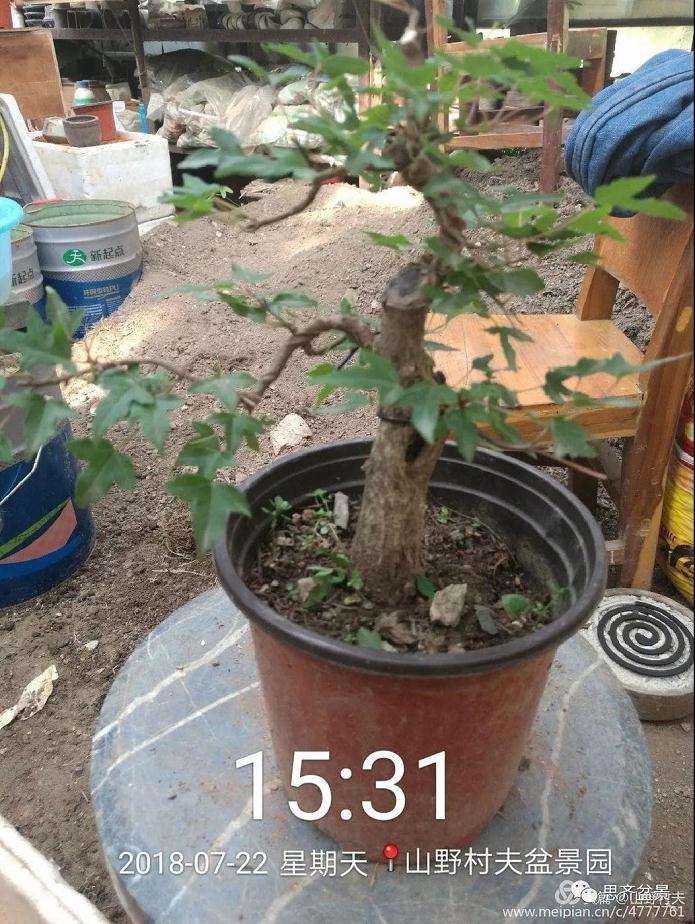 夏季三角枫盆景怎么上盆的方法