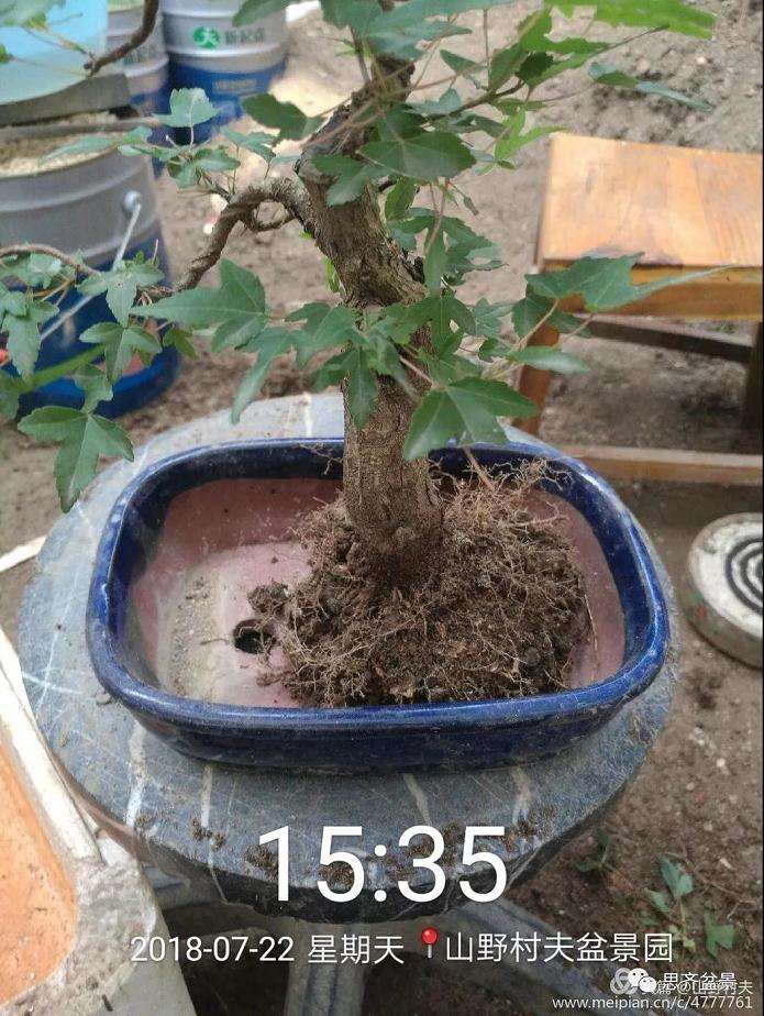 夏季三角枫盆景怎么上盆的方法
