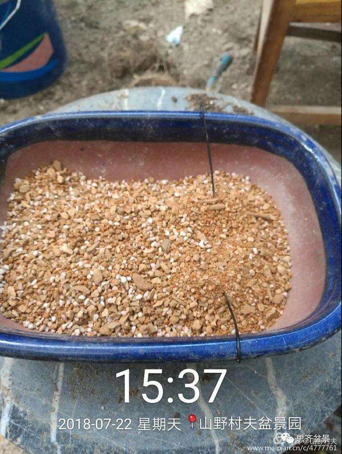 夏季三角枫盆景怎么上盆的方法