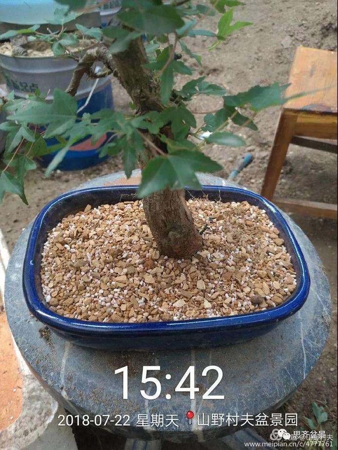 夏季三角枫盆景怎么上盆的方法