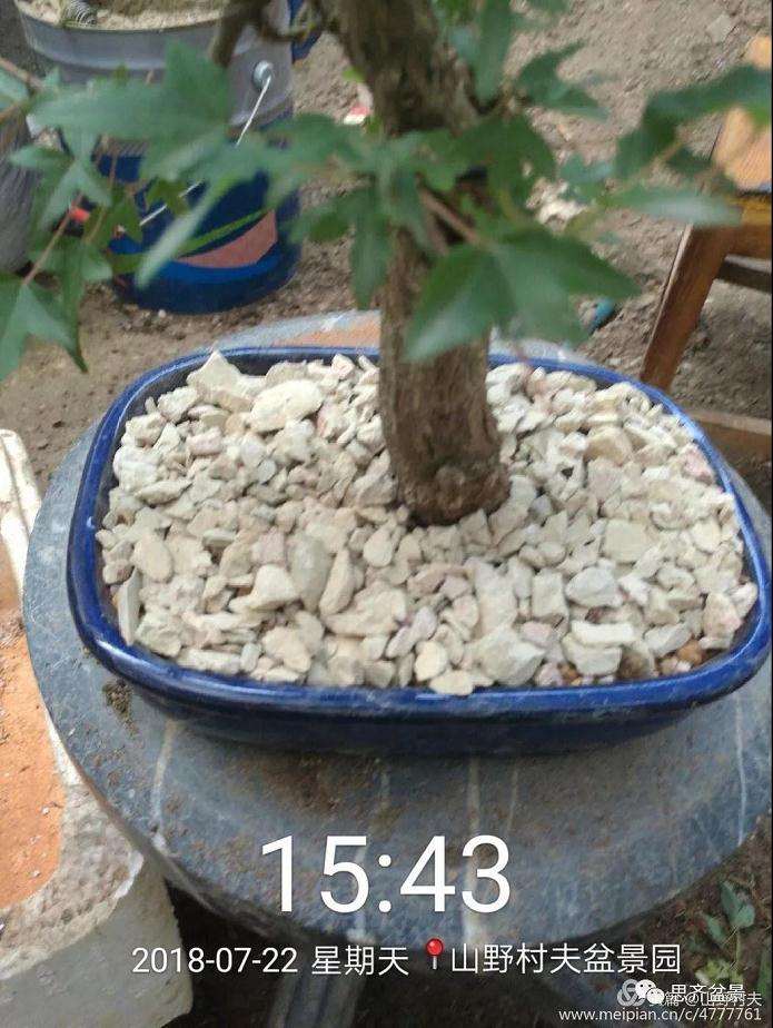 夏季三角枫盆景怎么上盆的方法