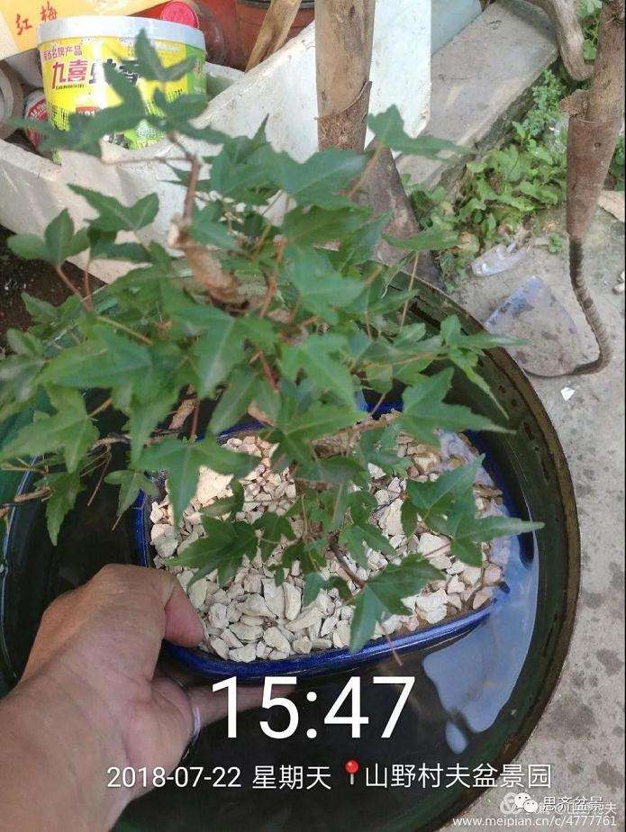 夏季三角枫盆景怎么上盆的方法