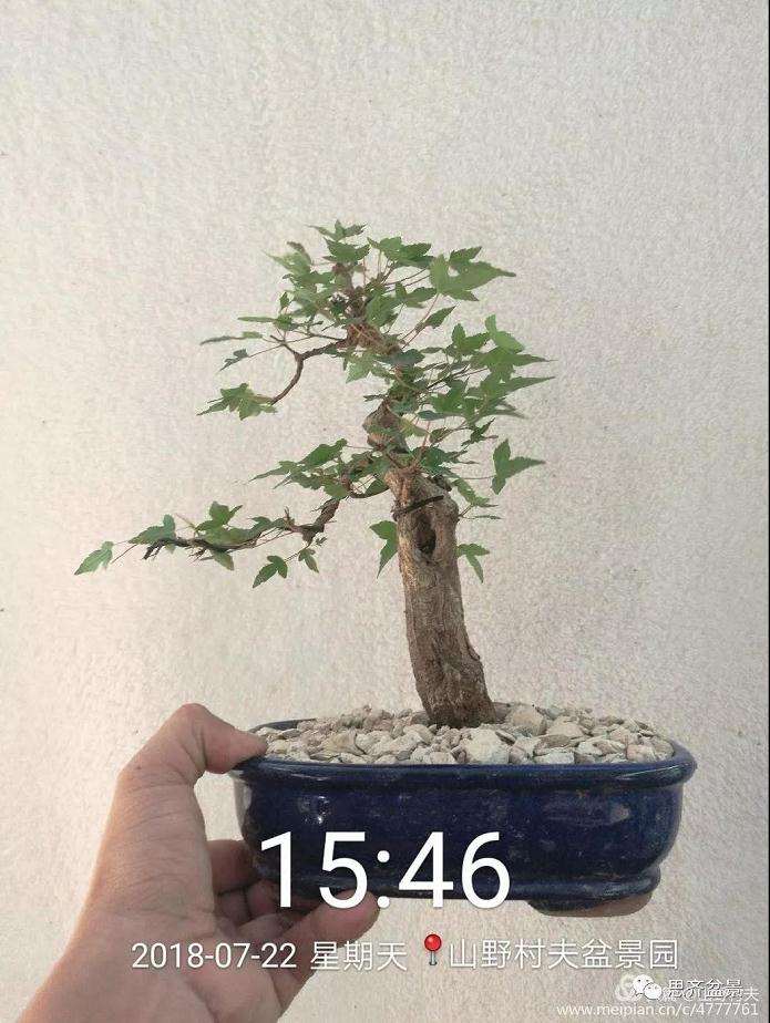 夏季三角枫盆景怎么上盆的方法