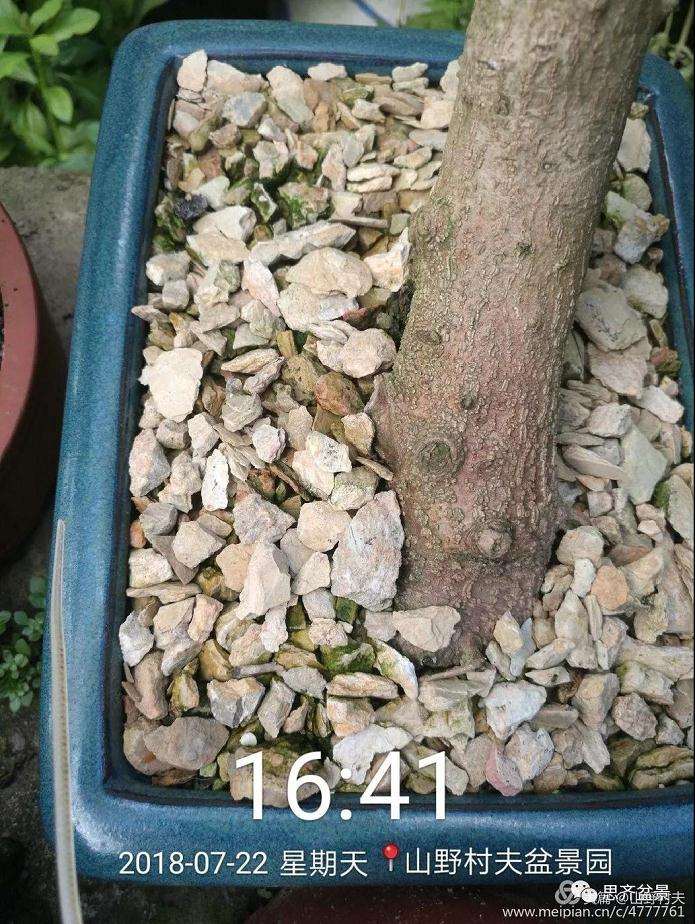 夏季三角枫盆景怎么上盆的方法