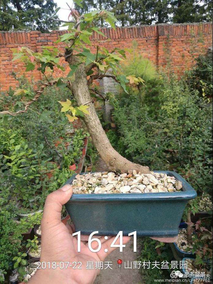 夏季三角枫盆景怎么上盆的方法