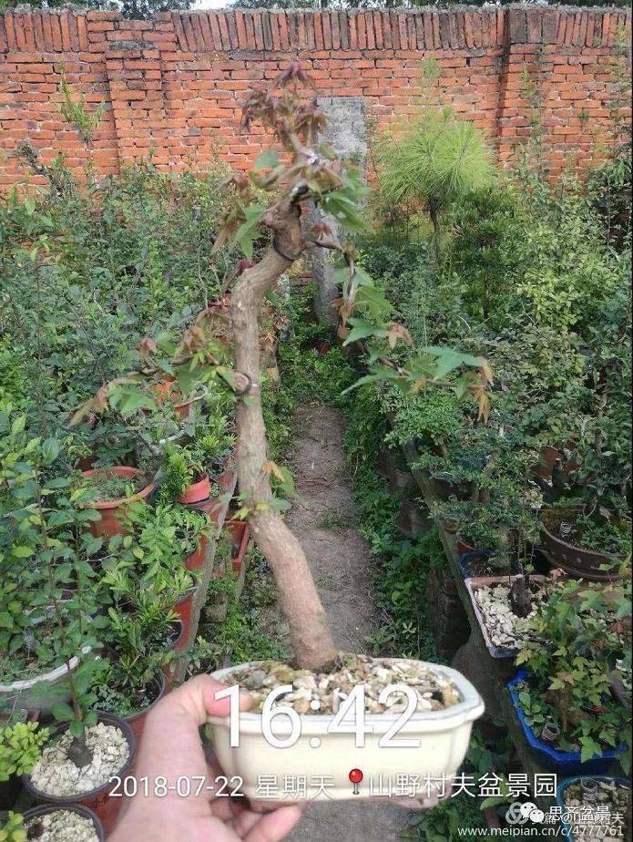 夏季三角枫盆景怎么上盆的方法