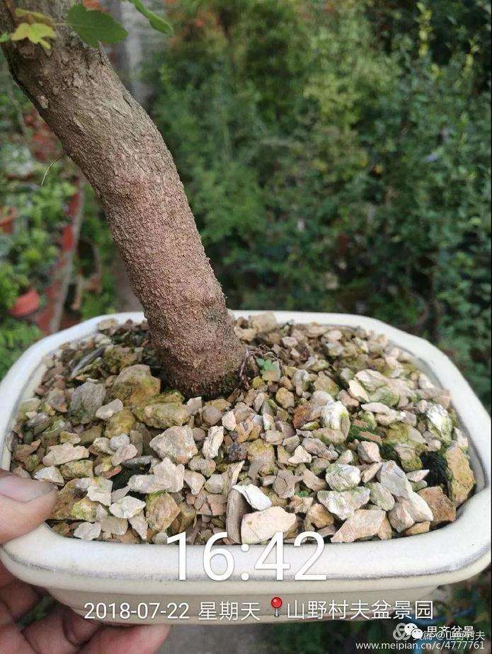 夏季三角枫盆景怎么上盆的方法