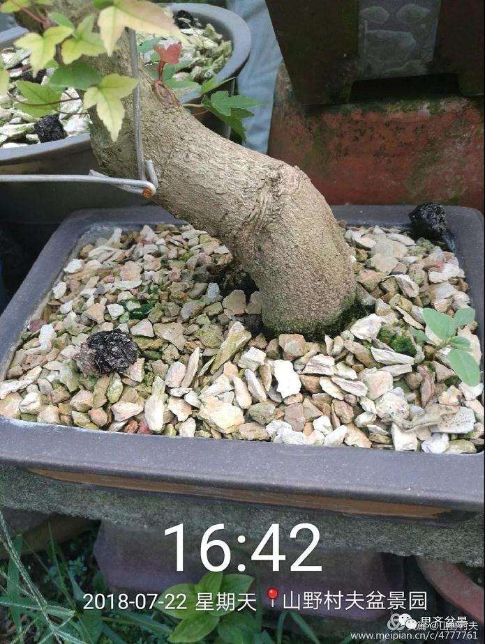 夏季三角枫盆景怎么上盆的方法