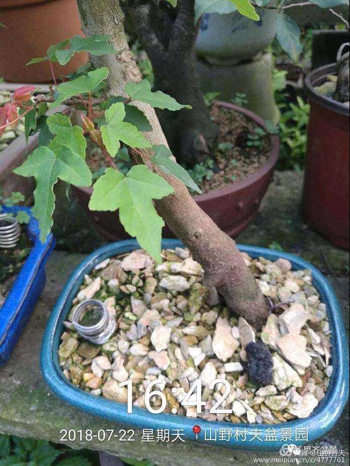 夏季三角枫盆景怎么上盆的方法
