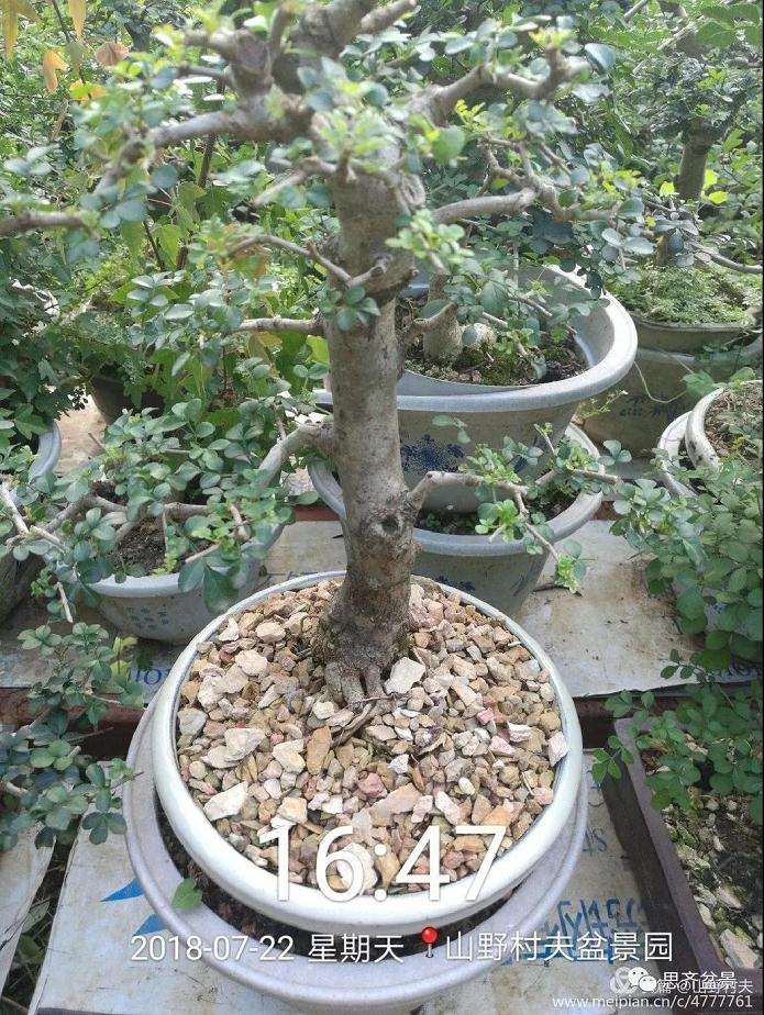 夏季三角枫盆景怎么上盆的方法