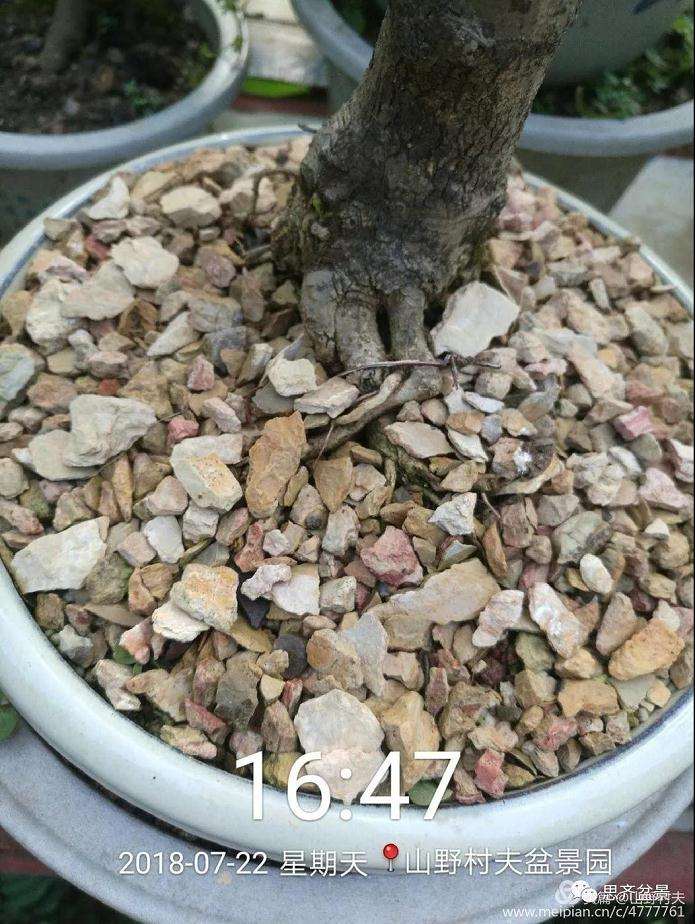 夏季三角枫盆景怎么上盆的方法
