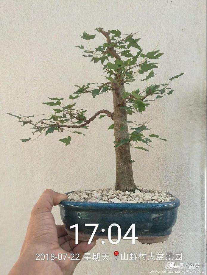 夏季三角枫盆景怎么上盆的方法