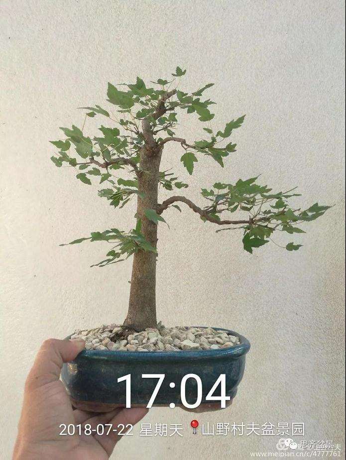 夏季三角枫盆景怎么上盆的方法