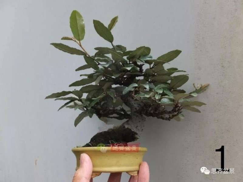 微型胡颓子盆景怎么修剪整姿