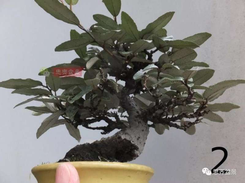 微型胡颓子盆景怎么修剪整姿