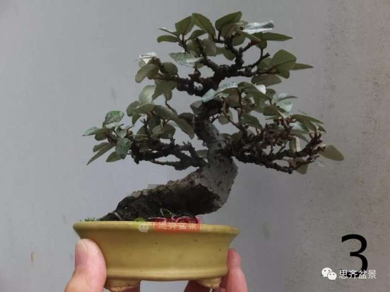 微型胡颓子盆景怎么修剪整姿